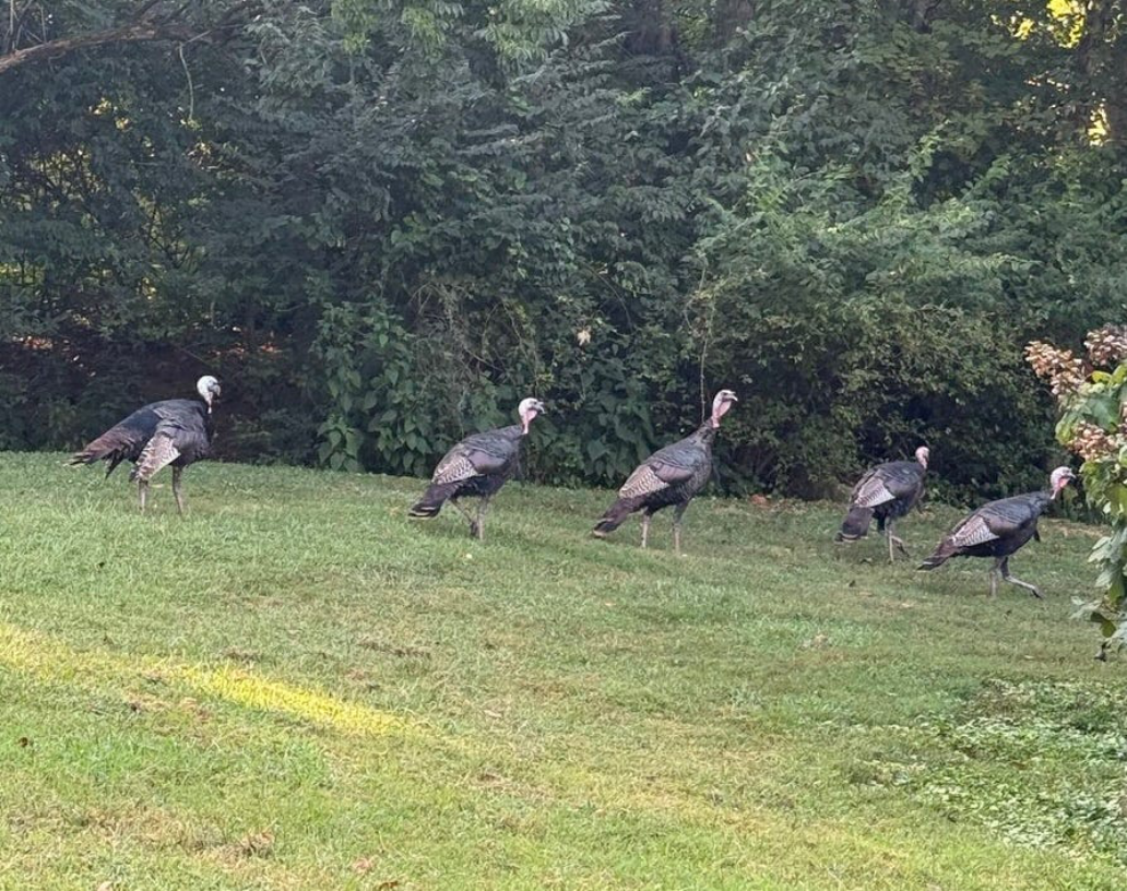 Turkeys in the backyard